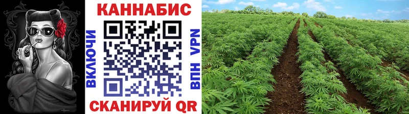 Шишки марихуана LSD WEED  что такое   Строитель 